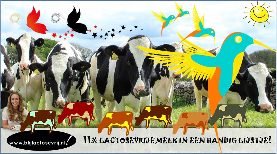 Heb jij een lactose intolerantie en zoek je lactosevrije melk? Kies uit dit lijstje jouw favoriete lactosevrije melk en test goed of je er tegen kunt!