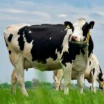 Verschillen tussen lactose intolerantie en koemelkallergie verschil