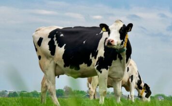 Verschillen tussen lactose intolerantie en koemelkallergie verschil