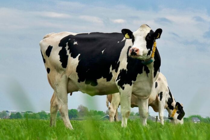 Verschillen tussen lactose intolerantie en koemelkallergie verschil